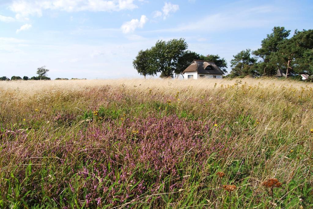 Ferienwohnung Hiddensee In Vitte Exteriör bild